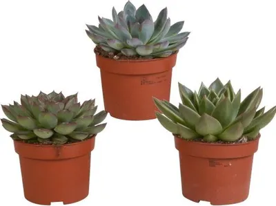 Produktbild von Steinrose Echeveria Mix 3 Pflanzen Ø10,5cm Sukkulenten Zimmerpflanzen dekorativ