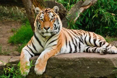 Produktbild von 3 D Ansichtskarte Tiger, Raubkatze Postkarte Wackelkarte Hologrammkarte Tiere Tier
