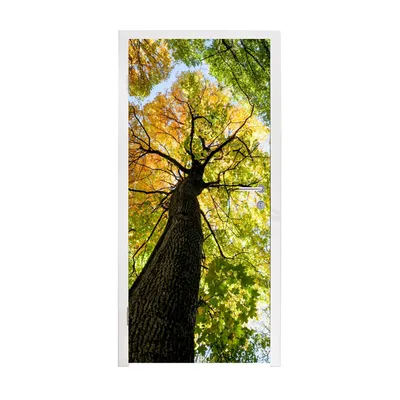 Obrázek produktu pro MuchoWow® Plakát na dveře - Strom - příroda - les - 215x90 cm - Samolepicí fólie na dveře