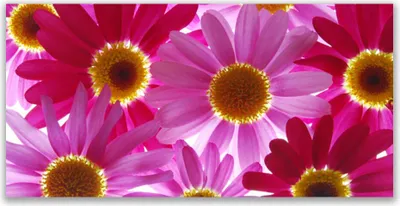 Produktbild von Tulup Leinwand-Bilder 120x60 Wandbild Canvas Kunstdruck Blumen Pflanzen