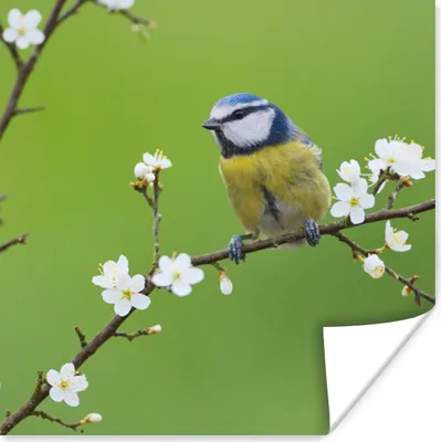 Produktbild von MuchoWow® Poster Blaumeise - Zweig - Blumen - Blühende Zweige - Vogel 30x30 cm - Wandposter - Printing