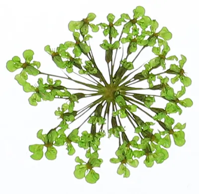 Getrocknete gepresste Blumen, 24 Stück, 2–2,5 cm, Grün
