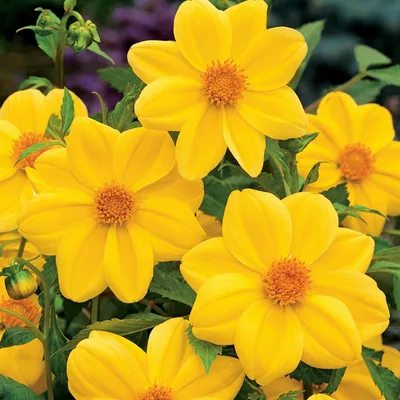 Image de Dahlia Mignon Jaune Yellow 1 pièce Dahlias plants de dahlias plant gros bulbes