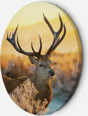 Produktbild von Leinwandbild rund Hirsch bei Sonnenuntergang 40x40 Feeby Orange bild für die wand bereit zum aufhängen