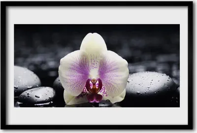 Produktbild von Bild 60x40 MDF-Rahmen Wandkunst Blume Orchidee Pflanze