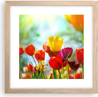 Produktbild von Gerahmtes Poster - Rahmen in heller Eiche - Tulpe Blume Plantage Wiese - 30x30 cm - Wand Bild - Wanddeko - Wandbilder - Wandposter - Bilderrahmen - Bilder - Kunstdruck - Wandbild - P2NAC30x30-2566