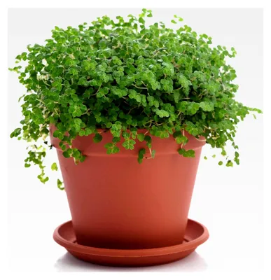 Produktbild von Soleirolia Helxine Zimmerpflanze | Topfpflanze 20-30cm