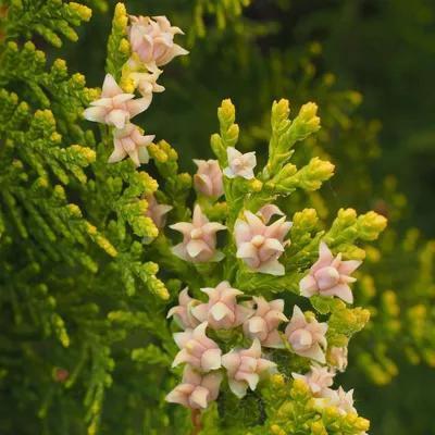 Produktbild von Thuja Brabant - Abendländischer Lebensbaum 40-80 cm 3 Liter Topfballen