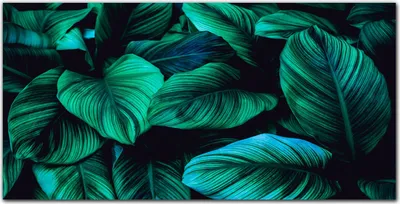 Produktbild von Coloray Bild aus Leinwand 140x70 Leinwand Dekoration - Blumen-Blätter der Pflanze