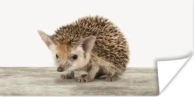 Produktbild von MuchoWow® Poster Igel - Tiere - Jungen - Mädchen 40x20 cm - Poster für die Wand - Poster Schlafzimmer