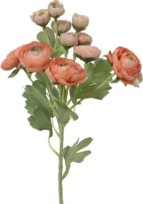 Produktbild von EVERLANDS Ranunkeln Pfirsichfarben 6 Blüten & 6 Knospen 55 cm - Kunstblumen