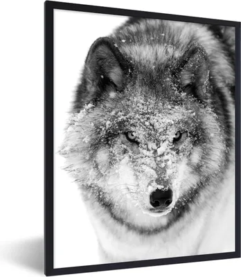 Produktbild von MuchoWow® MuchoWow® Gerahmtes Poster Wolf mit verschneitem Kopf in schwarz-weiß 30x40 cm - Poster mit zchwarzem Bilderrahmen - Wanddeko - Kunstdrucke