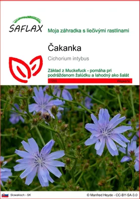 Produktbild von SAFLAX - čakanka - Cichorium intybus - 250 Semená