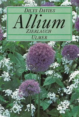 Produktbild von Allium, Zierlauch