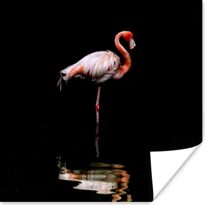 Produktbild von MuchoWow® Poster Flamingo steht im Wasser 100x100 cm - Babyzimmer