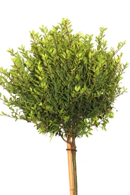 Obrázok produktu pre Japonský drieň Ilex crenata Twiggy štandard 40 cm