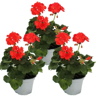 Obrázok produktu pre Pelargónia vzpriamená – Pelargonium zonale – kvetináč 12 cm – sada 3 rastlín – svetločervená