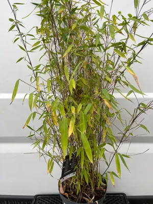 Obrázek produktu pro Fargesia 'Winter Joy' - Krásný bambus do zimní zahrady 100-125 cm kontejner