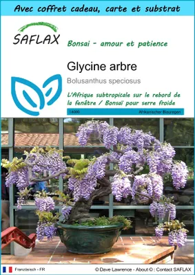 Image de SAFLAX Ensemble-cadeau - Glycine arbre - 15 graines - Bolusanthus