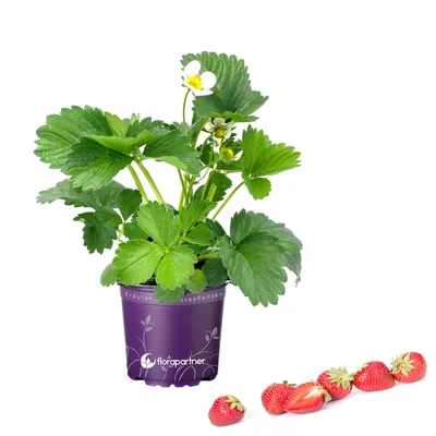 Produktbild von Erdbeer Pflanze "Elan" Fragaria x annassa