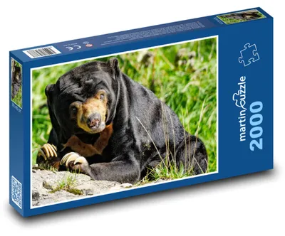 Obrázek produktu pro martinpuzzle - Puzzle 2000 - Medvěd
