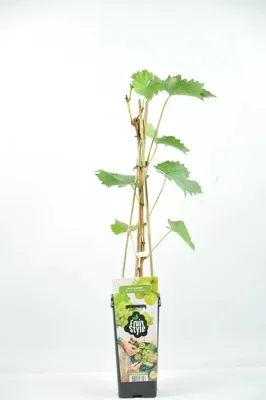 Image de Vigne "Aurora" (Vitis vinifera Aurora) - raisin de table résistant au froid, robuste, en pot de 50-70 cm, raisins jaunes sucrés