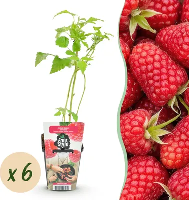 Produktbild von Himbeere - Rubus idaeus Heritage - Winterhart - 6 Pflanzen - 15-25cm - Ø9cm - Gartenpflanze