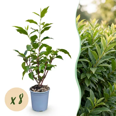 Produktbild von Heckenpflanzen - Prunus lusitanica Angustifolia - Blatt grün - 8 Pflanzen - 1 laufender Meter - immergrün - Topf 9cm Höhe 30-35cm - 25-35cm - Ø10cm - Gartenpflanze