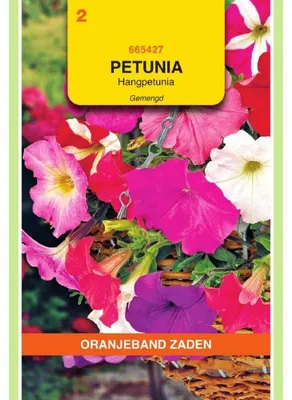 Zdjęcie produktu dla Ornithogalum petunioides "Multiflora" hybryda zwisająca, mieszanka - 1 opakowanie nasion