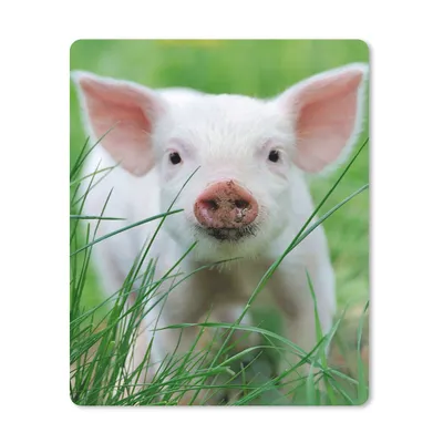 Produktbild von MuchoWow® Mauspad Mousepad Schwein - Tiere - Groß 30x40 cm - Mousepads - Maus Mat - Pad - Mausunterlage - Mausmatten