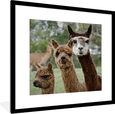 Produktbild von MuchoWow® Gerahmtes Poster Alpaka - Tier - Braun 40x40 cm - Poster mit Schwarzem Bilderrahmen Wandposter Rahmen Foto Bilder - Poster - Plakat im Rahmen