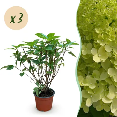 Image de Hydrangea panniculata Limelight - Plum Hydrangea - Rustique - Vert Lime - 3 Plantes - 20-30cm - Ø12cm - Plante de jardin