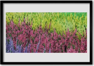 Produktbild von Bild 100x70 MDF-Rahmen Wandkunst Natur Blume Pflanze
