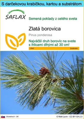 Obrázok produktu pre SAFLAX Darčeková sada - zlatá borovica - Pinus ponderosa - 20 Semená - S darčekovou krabičkou, prepravným štítkom, darčekovou kartou a pestovateľským médiom