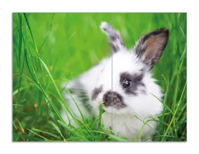 Produktbild von Wallario Herdabdeckplatte aus Glas, Größe 70 x 52 cm 2-teilig, Motiv Süßer Hase im grünen Gras