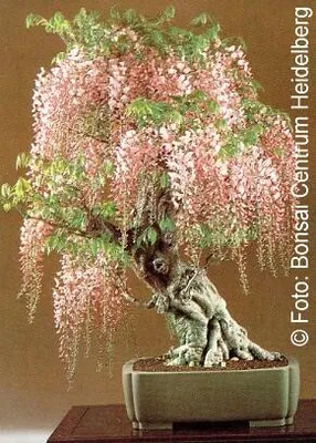Produktbild von Tropica Blauregen