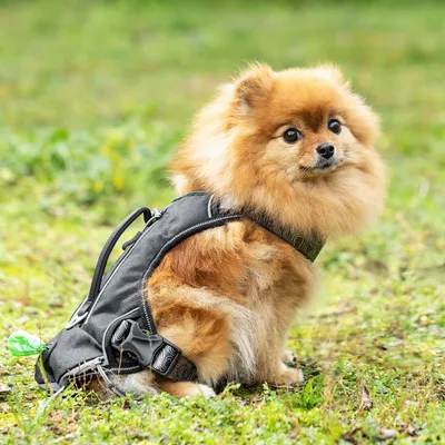 Produktbild von Navaris Hundegeschirr für Camping und Wandern - Geschirr für Hunde -  Anti Zug Brustgeschirr verstellbar - mehr Sichtbarkeit - Harness mit Taschen