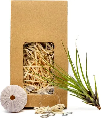 Obrázok produktu pre Gardners Medusa "Vyrob si sám" PURPLE s Tillandsií Melanocrater
