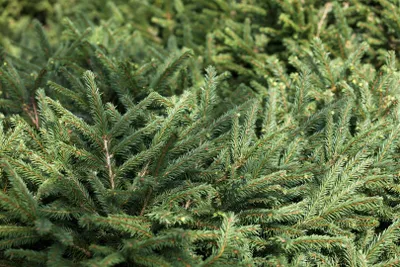 Produktbild von Picea abies 'Pumila Glauca', Fichte, kompakt, 30–40 cm