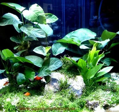 Produktbild von ca. 5 kg Spagettistein, Aquarien Deko, Dekosteine