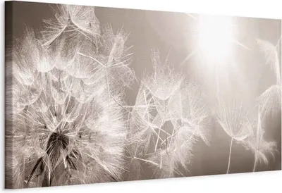 Produktbild von Vlies Leinwandbild - Summer Dandelions 120x40 cm Blumen b-C-0161-b-a