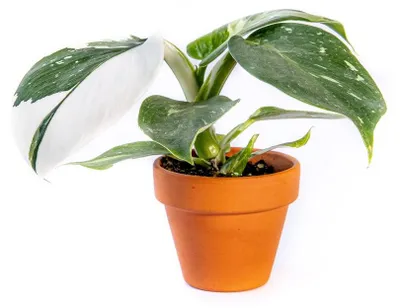 Obrázok produktu pre Gardners Philodendron White Princess, priemer 6 cm