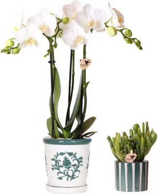 Produktbild von Orchidee Weiß und Sukkulente 2er Pflanzenset mit Ziertöpfen Zimmerpflanzen