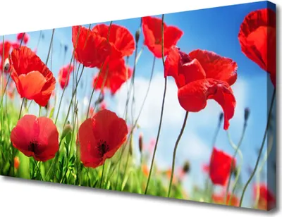 Produktbild von Tulup Leinwand-Bilder 100x50 Wandbild Canvas Kunstdruck Mohnblumen Gras Natur
