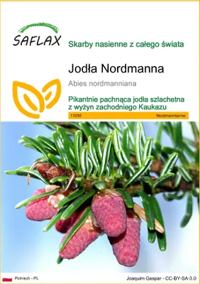 Zdjęcie produktu dla SAFLAX - Jodła Nordmanna - 20 Nasiona - Abies nordmanniana