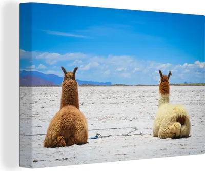 Produktbild von OneMillionCanvasses® - Leinwandbilder - 150x100 cm, Lama - Tiere - Sand, Wandbilder Kunstdruck Wanddekoration