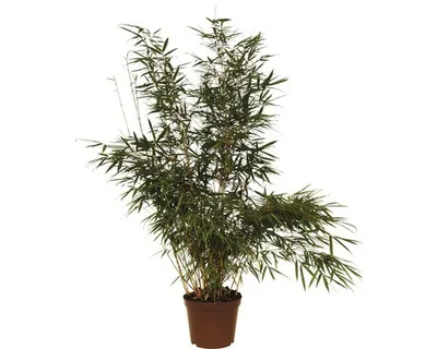 Obrázek produktu pro Bambus, fargesie FloraSelf Fargesia robusta 'Campbell' výška 80-100 cm květináč 7,5 l