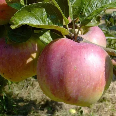 Produktbild von Apfelbaum Ontarioapfel Winterapfel Buschbaum 110-140 cm MM 111