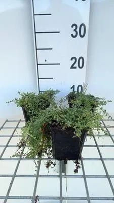 Obrázok produktu pre 6 x Thymus praecox 'Pink Chinz' - Tymián - kvetináč 9 x 9 cm