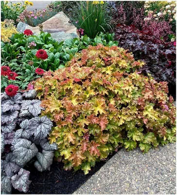 Produktbild von Stauden Gänge 10 x Heuchera Hybride 'Marmalade' im 1 Liter Topf - Purpurglöckchen - Ein farbenfrohes Highlight für Ihren Garten